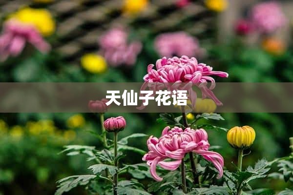 天仙子花语