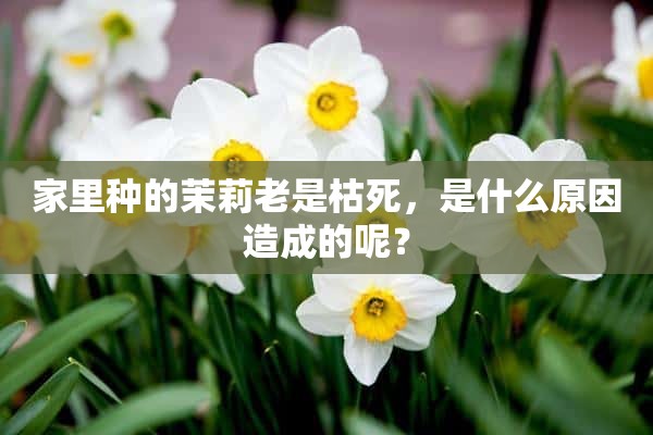 家里种的茉莉老是枯死，是什么原因造成的呢？