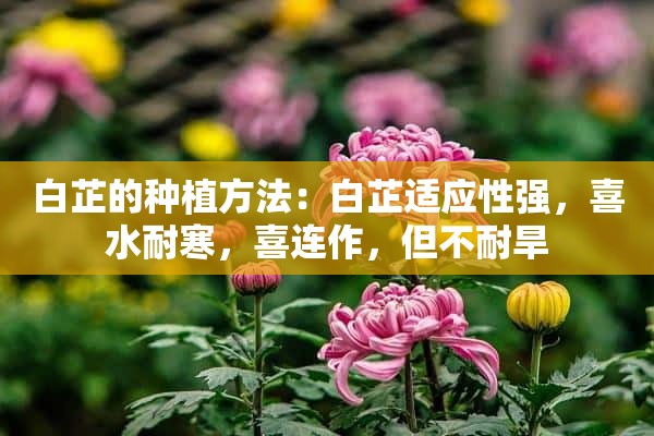 白芷的种植方法：白芷适应性强，喜水耐寒，喜连作，但不耐旱