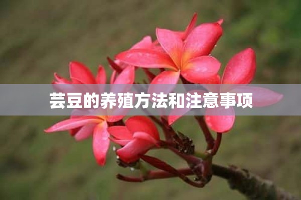 芸豆的养殖方法和注意事项