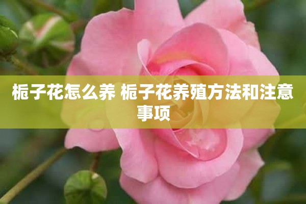 栀子花怎么养 栀子花养殖方法和注意事项