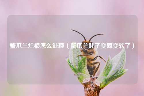 蟹爪兰烂根怎么处理（蟹爪兰叶子变薄变软了） 花卉