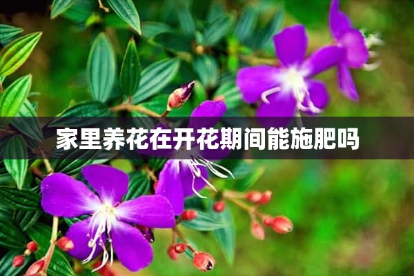 家里养花在开花期间能施肥吗