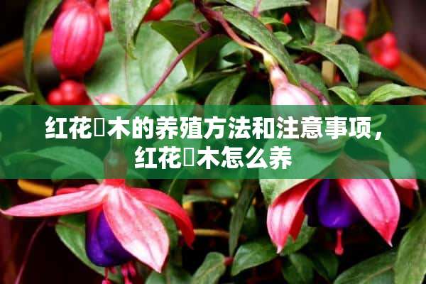 红花檵木的养殖方法和注意事项，红花檵木怎么养