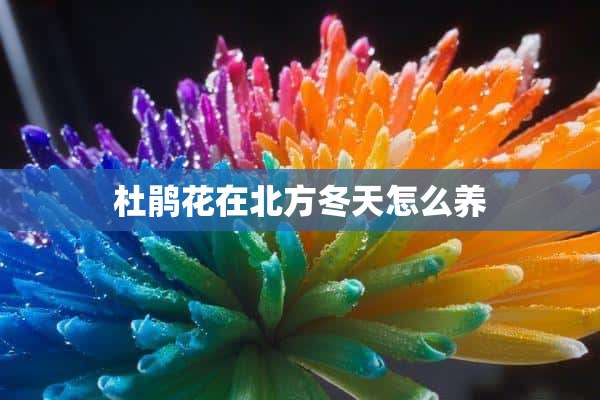 杜鹃花在北方冬天怎么养