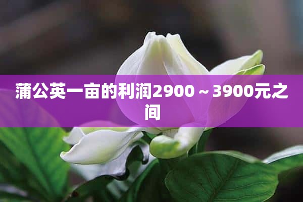 蒲公英一亩的利润2900～3900元之间