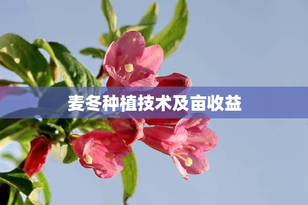 麦冬种植技术及亩收益