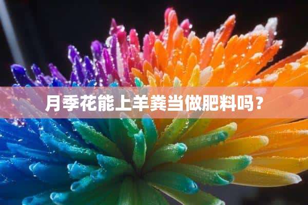 月季花能上羊粪当做肥料吗？