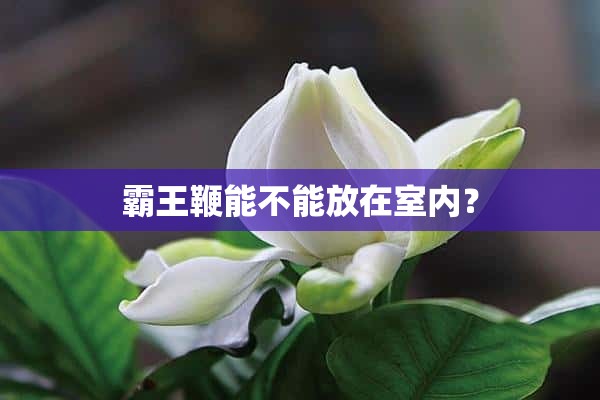 霸王鞭能不能放在室内？