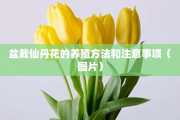 盆栽仙丹花的养殖方法和注意事项（图片）