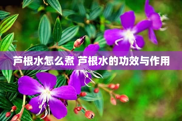 芦根水怎么煮 芦根水的功效与作用