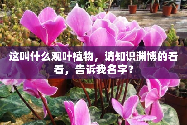 这叫什么观叶植物，请知识渊博的看看，告诉我名字？