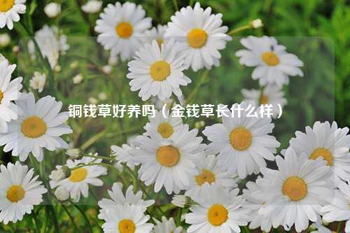 铜钱草好养吗（金钱草长什么样） 花卉