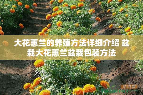 大花蕙兰的养殖方法详细介绍 盆栽大花蕙兰盆栽包装方法