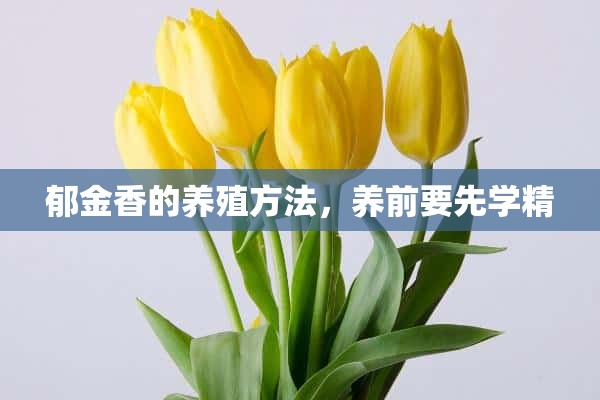 郁金香的养殖方法，养前要先学精