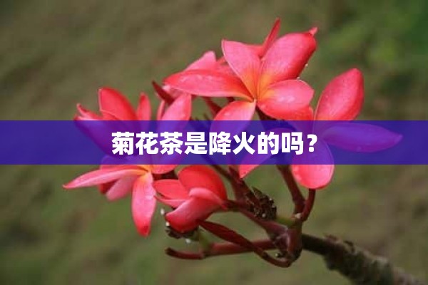 菊花茶是降火的吗？