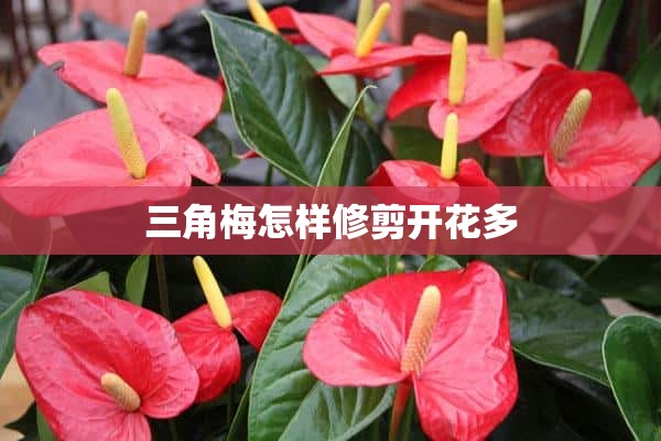 三角梅怎样修剪开花多