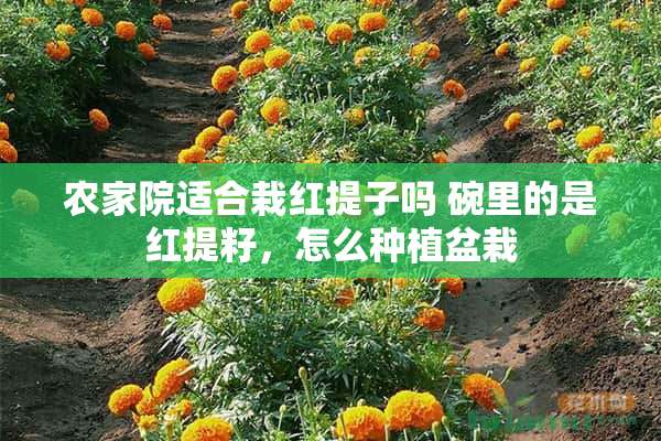 农家院适合栽红提子吗 碗里的是红提籽，怎么种植盆栽