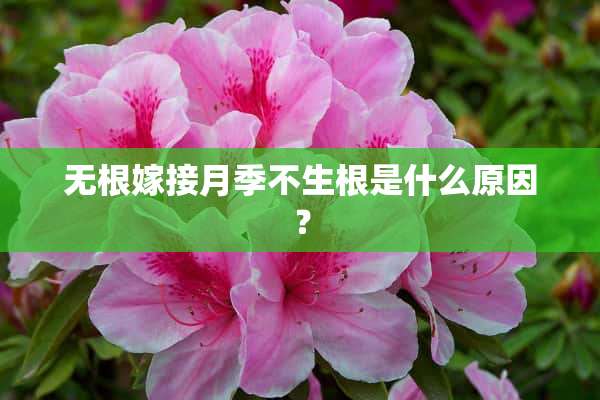 无根嫁接月季不生根是什么原因？