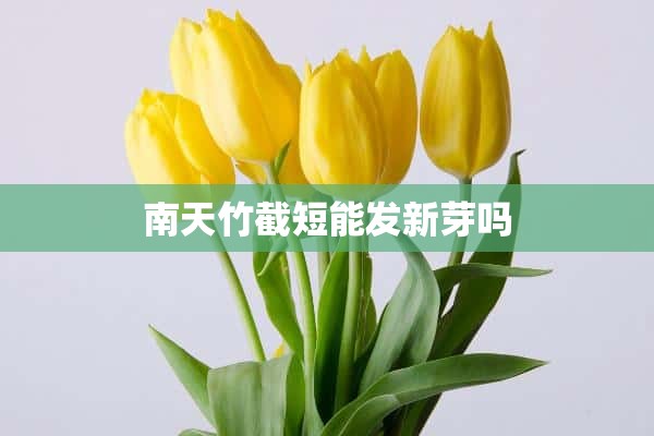 南天竹截短能发新芽吗