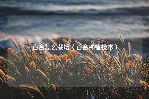 百合怎么栽培（百合种植技术）