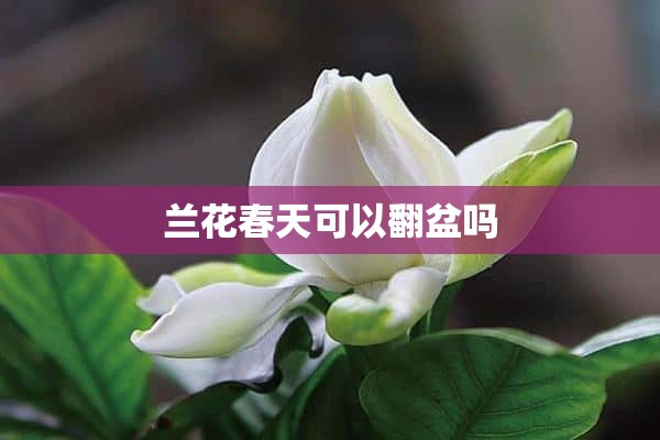 兰花春天可以翻盆吗