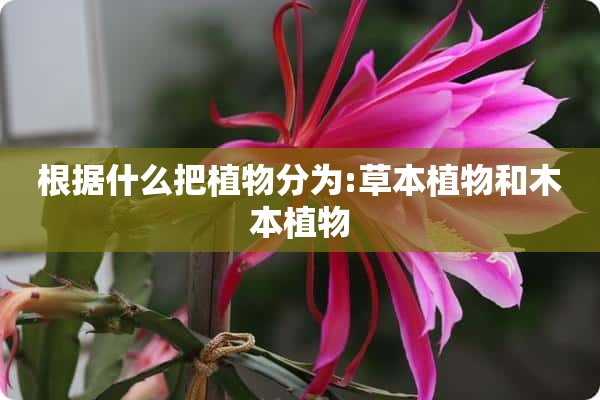 根据什么把植物分为:草本植物和木本植物