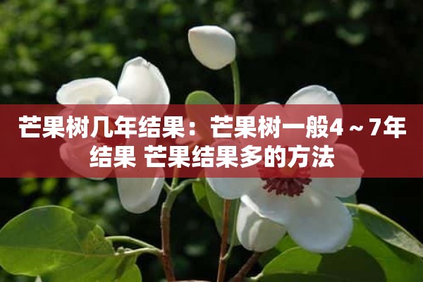 芒果树几年结果：芒果树一般4～7年结果 芒果结果多的方法