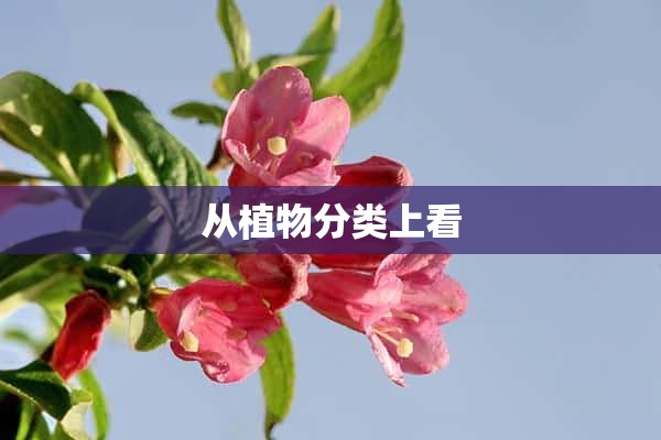 从植物分类上看