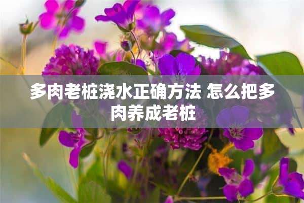 多肉老桩浇水正确方法 怎么把多肉养成老桩