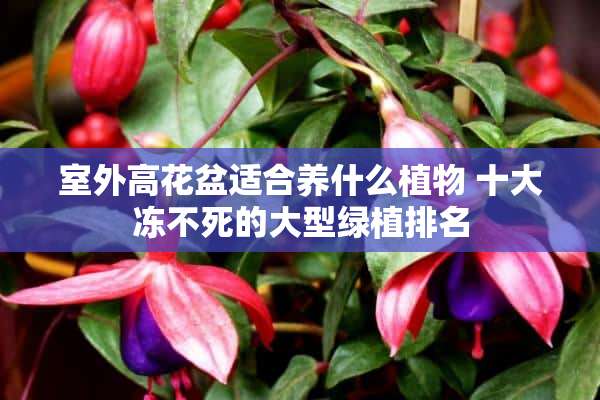 室外高花盆适合养什么植物 十大冻不死的大型绿植排名