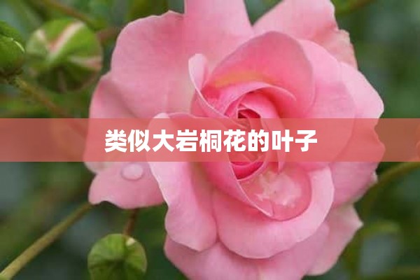 类似大岩桐花的叶子