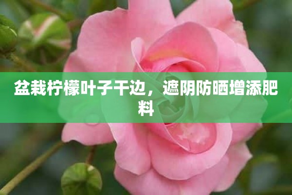 盆栽柠檬叶子干边，遮阴防晒增添肥料