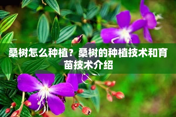 桑树怎么种植？桑树的种植技术和育苗技术介绍