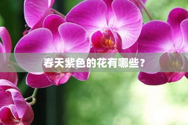 春天紫色的花有哪些？