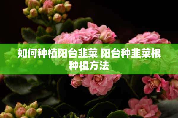 如何种植阳台韭菜 阳台种韭菜根种植方法