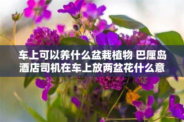 车上可以养什么盆栽植物 巴厘岛酒店司机在车上放两盆花什么意思