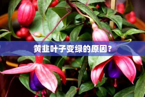 黄韭叶子变绿的原因？