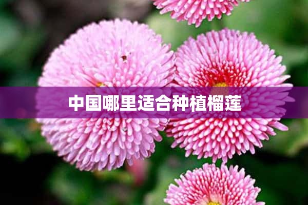 中国哪里适合种植榴莲