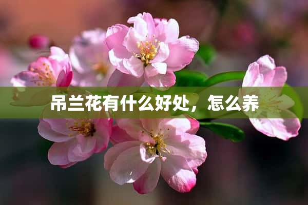 吊兰花有什么好处，怎么养