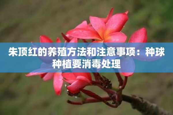 朱顶红的养殖方法和注意事项：种球种植要消毒处理