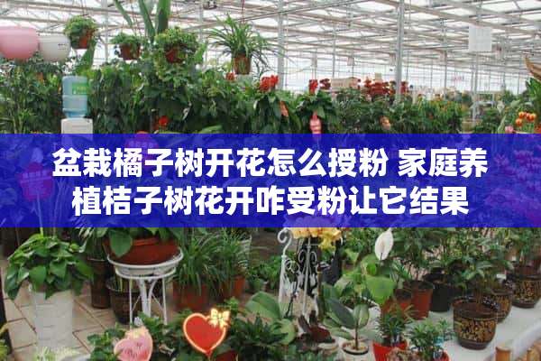 盆栽橘子树开花怎么授粉 家庭养植桔子树花开咋受粉让它结果