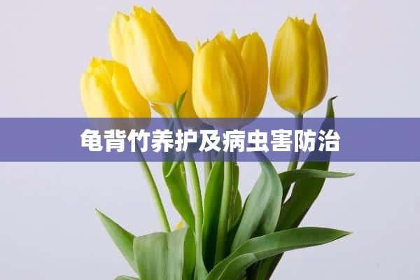 龟背竹养护及病虫害防治