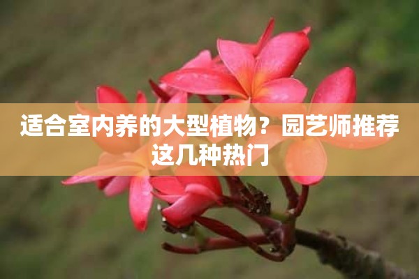 适合室内养的大型植物？园艺师推荐这几种热门