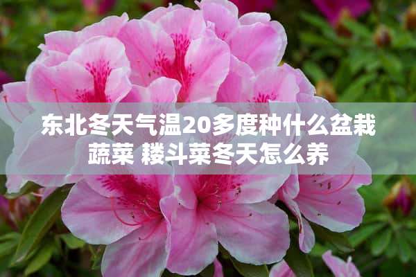 东北冬天气温20多度种什么盆栽蔬菜 耧斗菜冬天怎么养