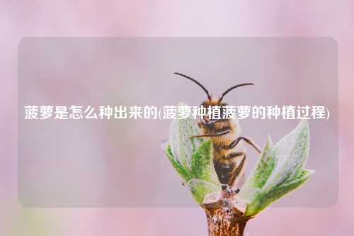 菠萝是怎么种出来的