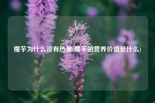 魔芋为什么没有热量