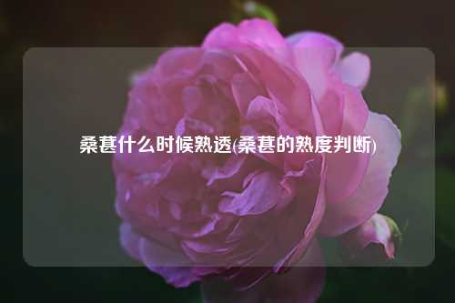 桑葚什么时候熟透