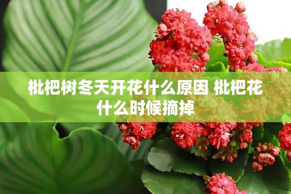 枇杷树冬天开花什么原因 枇杷花什么时候摘掉