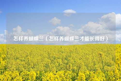 怎样养蝴蝶兰（怎样养蝴蝶兰才能长得好） 花卉